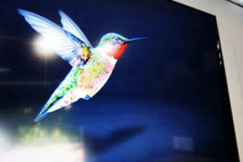 humminbird.jpg